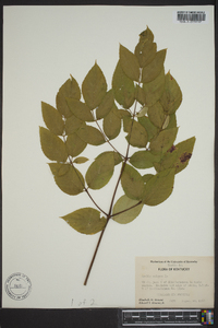 Aralia spinosa image