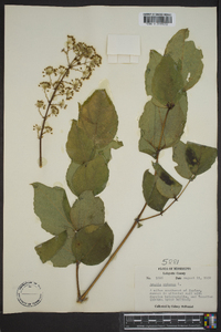 Aralia spinosa image