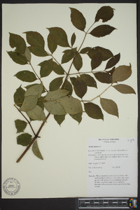 Aralia spinosa image