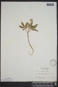 Panax trifolius image