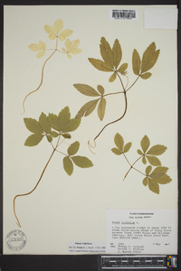 Panax trifolius image