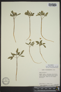 Panax trifolius image