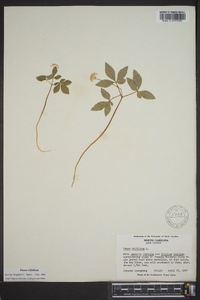 Panax trifolius image