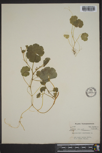 Hydrocotyle americana image