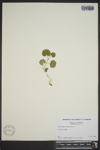 Hydrocotyle americana image