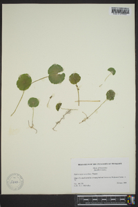 Hydrocotyle verticillata image