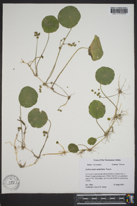 Hydrocotyle verticillata image