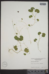 Hydrocotyle americana image