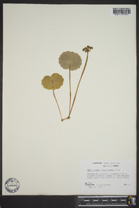 Hydrocotyle bonariensis image