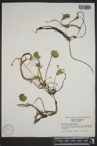 Hydrocotyle ranunculoides image