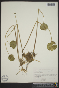 Hydrocotyle umbellata image