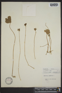 Hydrocotyle umbellata image