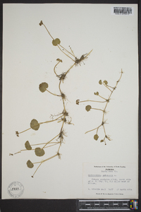 Hydrocotyle umbellata image