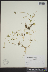 Hydrocotyle umbellata image