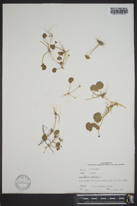 Hydrocotyle umbellata image