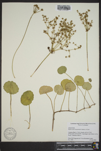 Hydrocotyle bonariensis image