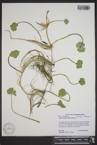 Hydrocotyle ranunculoides image