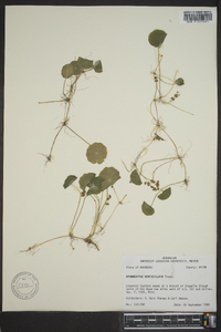 Hydrocotyle verticillata image