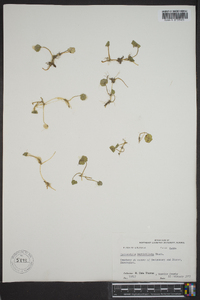 Hydrocotyle verticillata image