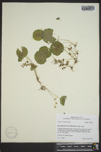 Hydrocotyle verticillata image