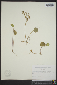 Hydrocotyle prolifera image