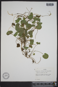 Centella asiatica image