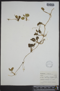 Centella asiatica image