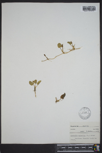 Centella asiatica image