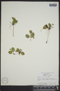 Centella asiatica image