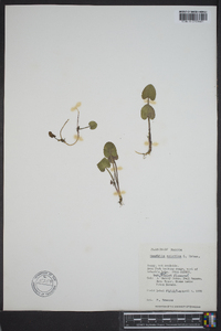 Centella asiatica image