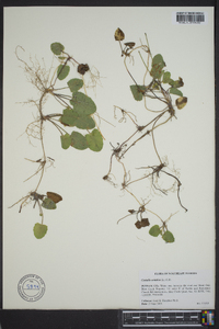 Centella asiatica image