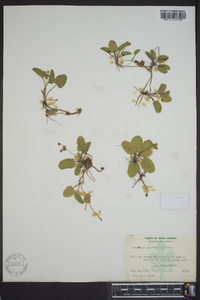 Centella asiatica image