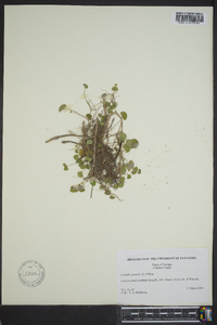 Centella asiatica image