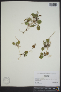 Centella asiatica image