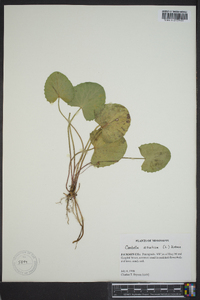 Centella asiatica image