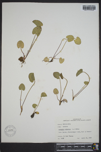 Centella asiatica image