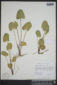 Centella asiatica image
