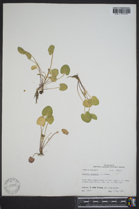 Centella asiatica image