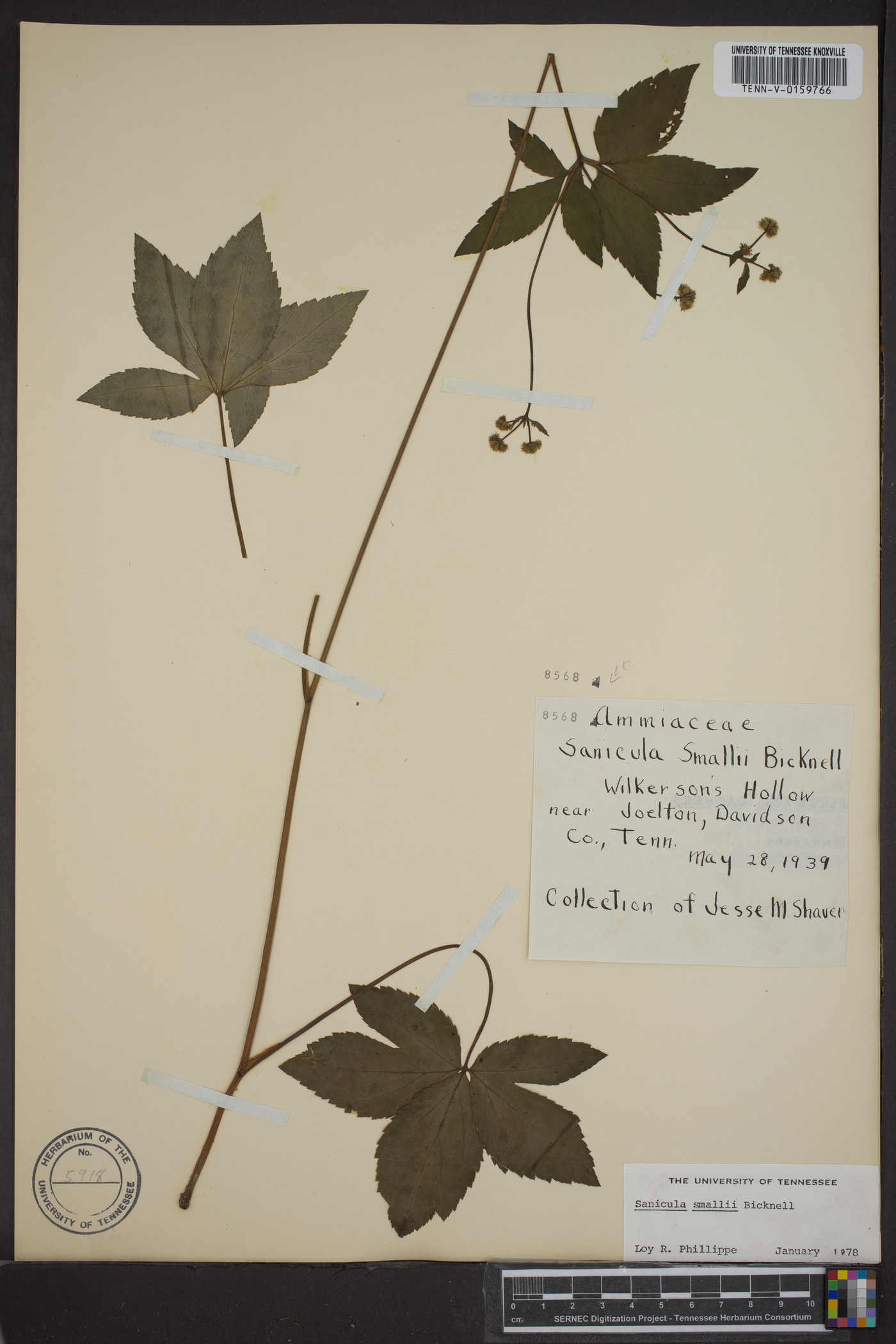 Sanicula smallii image
