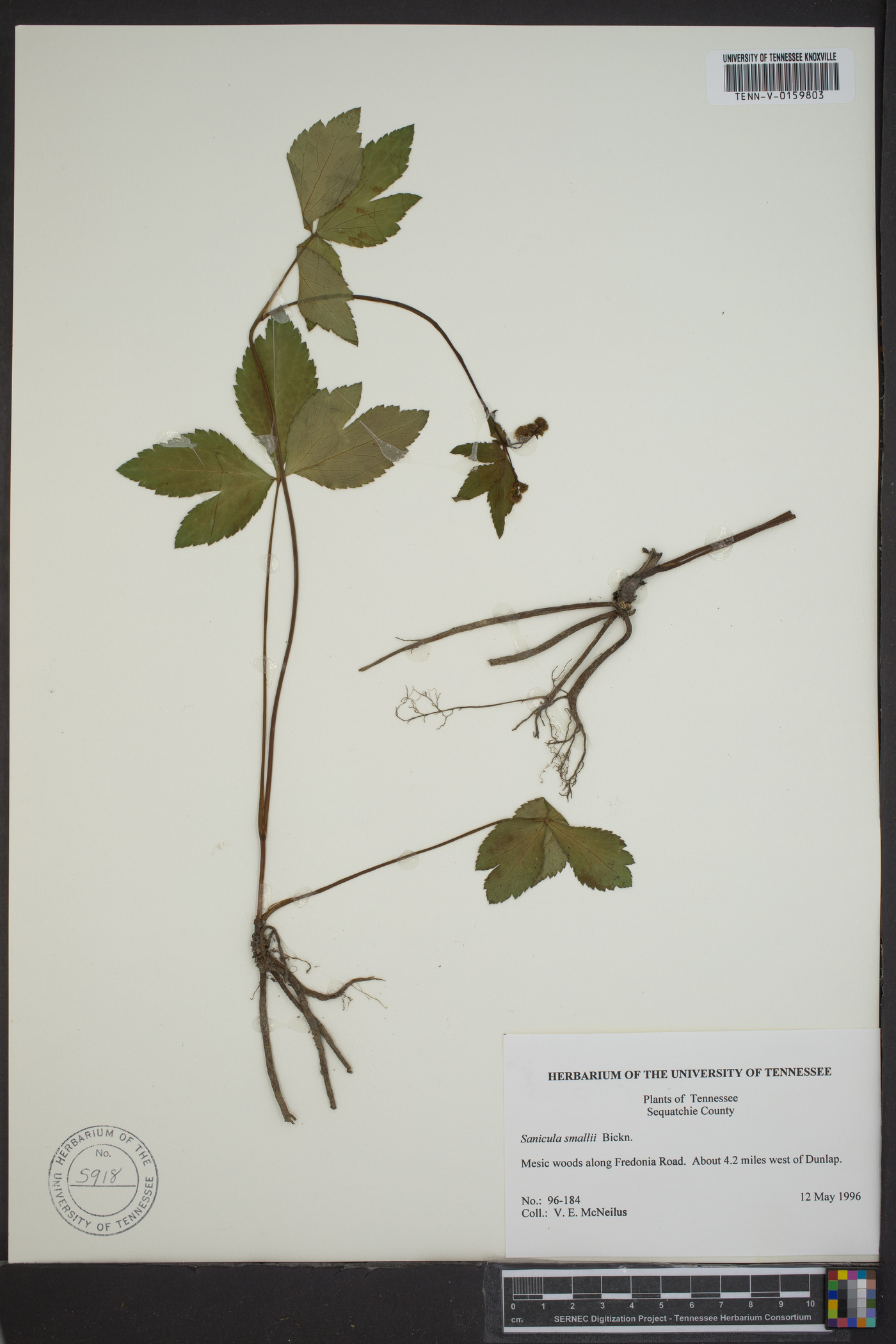 Sanicula smallii image