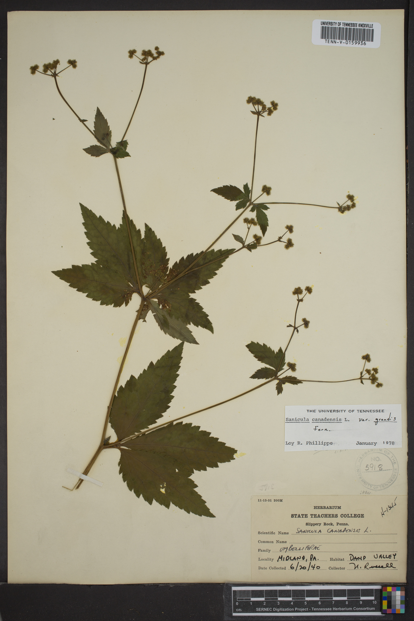Sanicula canadensis var. grandis image