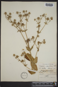 Eryngium integrifolium image