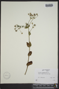 Eryngium integrifolium image