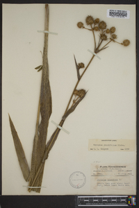 Eryngium yuccifolium image