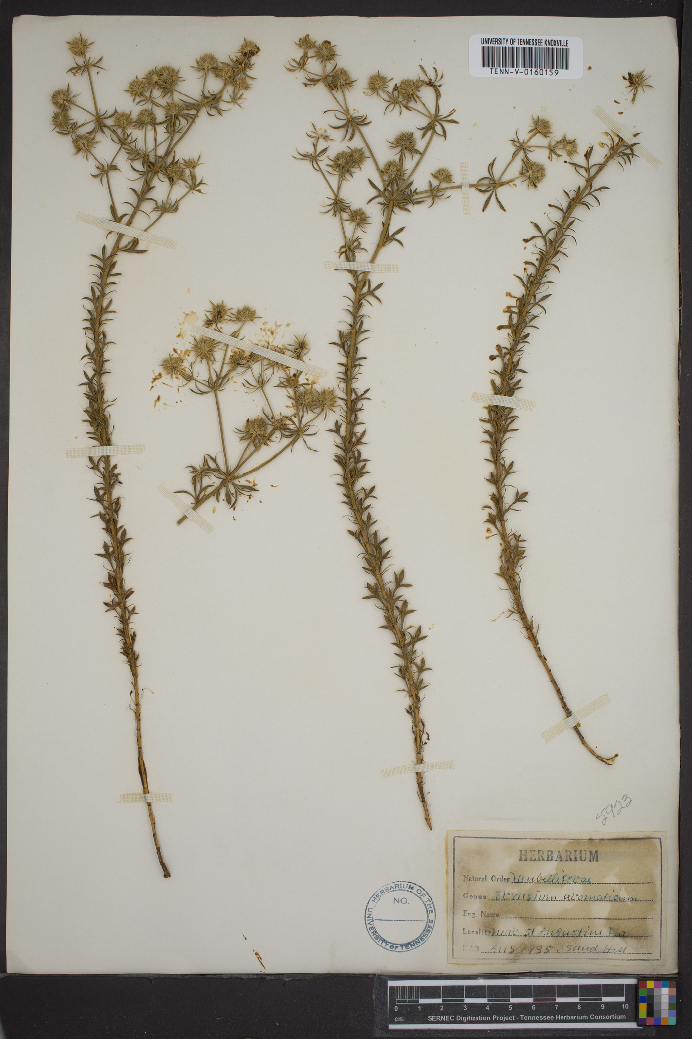 Eryngium aromaticum image