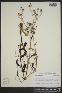 Eryngium integrifolium image