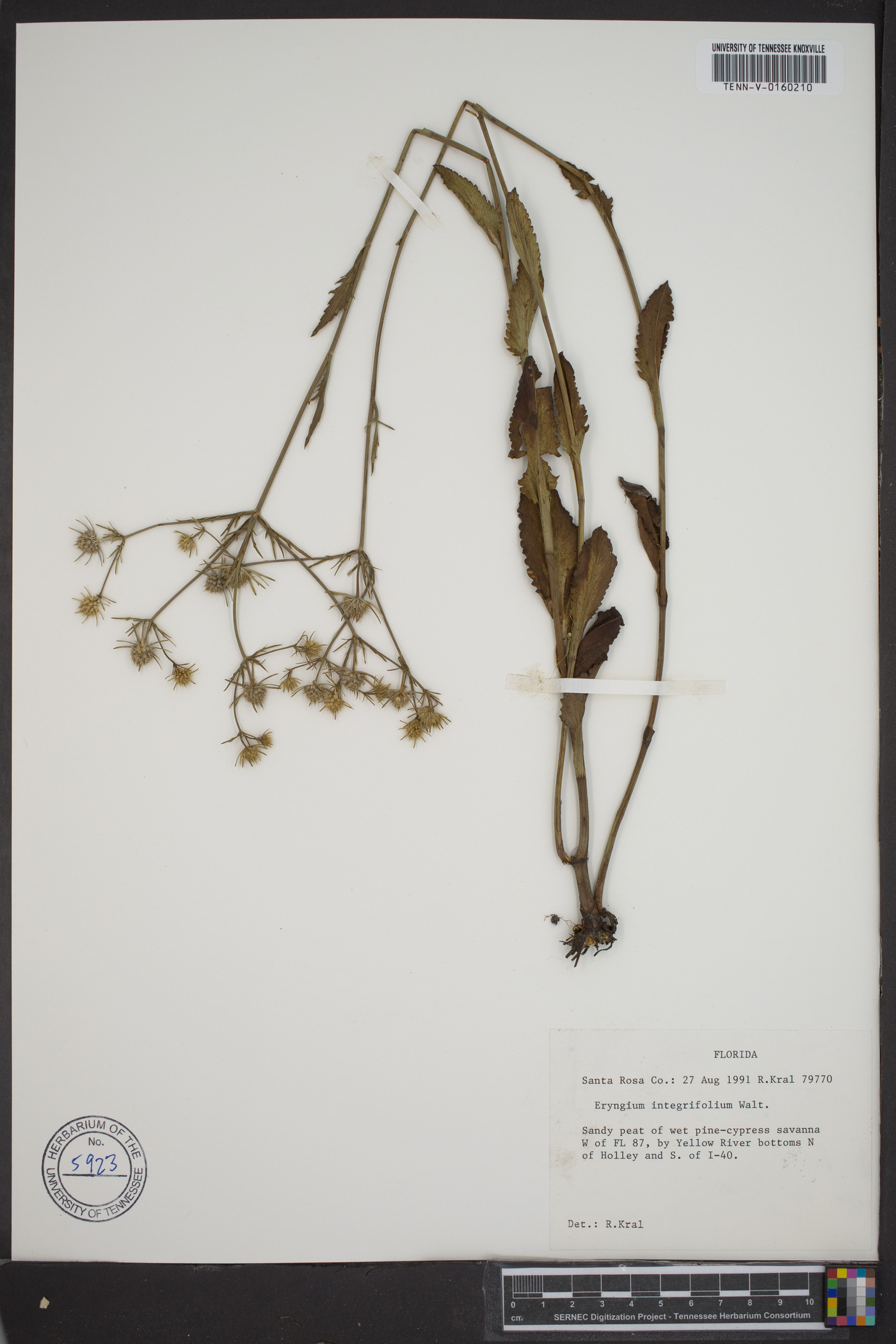 Eryngium integrifolium image