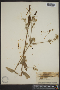 Eryngium integrifolium image