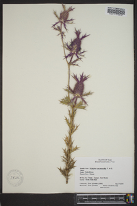 Eryngium leavenworthii image