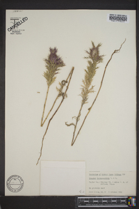 Eryngium leavenworthii image